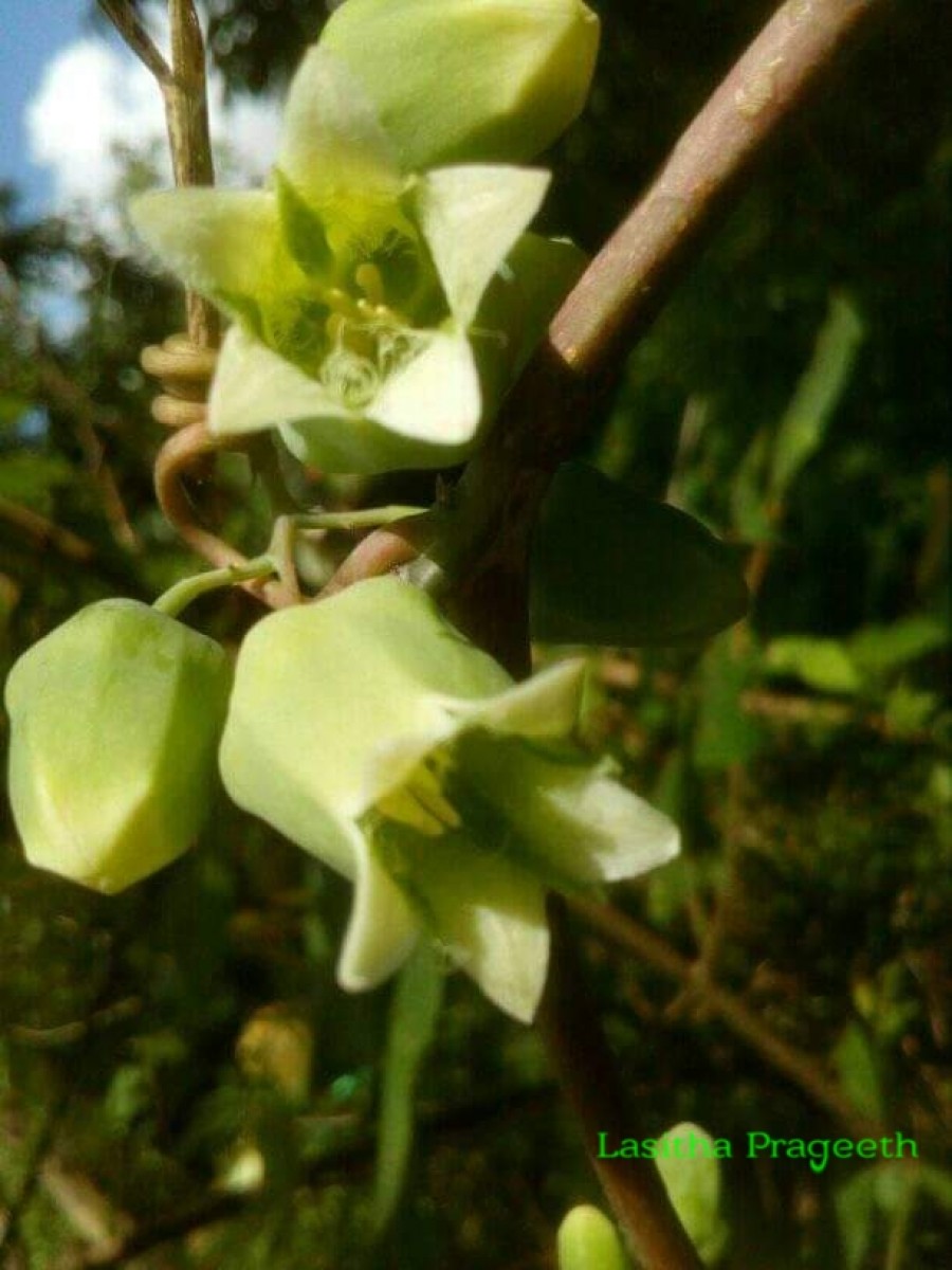 Adenia hondala (Gaertn.) W.J.de Wilde